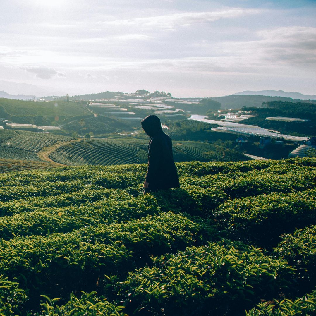 homme dans un champs de thé matcha Bild